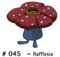 N 045 Rafflesia